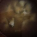 クックOYTSP1☆'s cooksnap of when they made ナスとミョウガのお味噌汁.