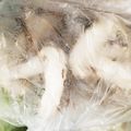 たなかno's cooksnap of when they made 椎茸の冷凍保存.
