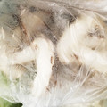 たなかno's cooksnap of when they made 椎茸の冷凍保存.