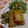 ＨＲ☆ＫＲＮ's cooksnap of when they made ベーコンとほうれん草のグラタン春巻き.