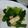 クック7WMCG5☆'s cooksnap of when they made あと一品。すぐ完成♪小松菜おひたし.