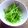 nosso's cooksnap of when they made 地三つ葉の茎の酢味噌あえ.