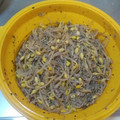 アクアマリン715's cooksnap of when they made もやしの黒ゴマ和え.