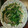 Miyuki1003's cooksnap of when they made 豚と青梗菜の中華炒め.