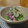 ダイナマイト漆黒's cooksnap of when they made 簡単！菜の花とホタルイカのおろし和え.