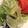 mariimo's cooksnap of when they made 玉ねぎ レタス 大葉のナムル❤️.