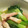 seedayami's cooksnap of when they made 小松菜の洋風煮浸し.