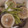 ぱるか♪'s cooksnap of when they made カブとシイタケのエビすり身蒸し.
