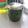 ちょこ✪0214's cooksnap of when they made ジェノバソース（バジルソース）.