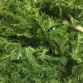 マリロ's cooksnap of when they made わさび菜 の 韓国風 サラダ.