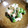 ＴＯＭＯＷＡＴ's cooksnap of when they made 菜の花とたらこの白和え ヾ(≧∪≦*)♬.