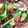 ☆結★'s cooksnap of when they made きゅうりの梅とおかかの和え物.