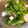 クックUXHZ5T☆'s cooksnap of when they made タコとベビーリフのサラダ 10分.