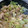 あらもーど好き's cooksnap of when they made 鶏むね肉とキャベツの蒸し焼き♪簡単.