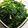 akko_ccino's cooksnap of when they made 簡単☆ほうれん草のナムル.