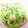 ピンキーsaya's cooksnap of when they made キャベツとエビのゆかり和え.