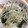 クック9P6O5D☆'s cooksnap of when they made 白だしで簡単☆おひたし.