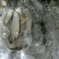 クックCSKE5D☆'s cooksnap of when they made 超便利！冷凍きのこミックス☆.