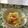 クックQ7M0HK☆'s cooksnap of when they made 白菜とりんごと干し柿のサラダ.