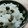 すずかすてら☆'s cooksnap of when they made ほくほく食感♫しょうがが香るむかごご飯.