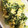 Dだっく's cooksnap of when they made ★菜の花サラダwith卵★.