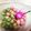 Kmam09's cooksnap of when they made ✿ひな祭り✿サクサク雛あられ風クッキー.