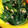 kotaro0329's cooksnap of when they made ほうれん草とツナの和え物.