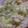 まぁーみたん's cooksnap of when they made 餃子の皮でお花が咲いたピザ☆海老マヨ.