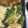 ゆままやたん's cooksnap of when they made ほうれん草と焼き鳥缶の和え物.