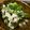 低カロ探検隊's cooksnap of when they made 優しい味♪菜の花の鶏そぼろ煮.