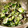 きょこすけ's cooksnap of when they made きゅうりとしらすの塩こんぶ和え.