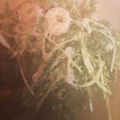 ★ぺっこ★'s cooksnap of when they made 塩とごま油だけ♡超簡単絶品水菜サラダ.