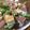 ｊｏｃｏｍｏｍｏｌａ's cooksnap of when they made 水菜とお豆腐のサラダ.