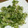 ＊まめゴマ＊'s cooksnap of when they made 失敗なし☆からりと揚がるふきのとう天ぷら.