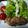 フジタカズオ's cooksnap of when they made 夏バテ予防に！梅肉ソースで豚肉の長芋巻き.