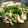 タキシード犬's cooksnap of when they made 春菊と豚肉の香り炒め.