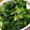 はなこ⁂'s cooksnap of when they made ほうれん草のおひたし.