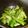 mikiha5's cooksnap of when they made 激うまっ♡アスパラ簡単サラダ♡.