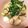 修行だ！たにし's cooksnap of when they made あさりと三つ葉の味噌ラーメン.