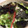 なゆ122's cooksnap of when they made 簡単☆早い☆旨い☆チョレギサラダ.