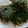 ☆KOYUMI☆'s cooksnap of when they made 生青のり・芝えび・新玉ねぎの春のかき揚げ.