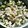 めめ−おとは's cooksnap of when they made 簡単☆白菜ときゅうりのゆかり和え.