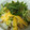 mfynhahaha's cooksnap of when they made 鶏とさつま揚げの旨味たっぷり♪ちらし寿司.