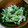 NTHママ's cooksnap of when they made 簡単！ほうれん草としらすのごまマヨ和え♪.