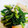 なおぴん1's cooksnap of when they made 我が家の常備菜② 小松菜の煮浸し.