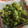 紅緒ちゃん's cooksnap of when they made ＊美味しい！ふきのとうの変わりお浸し＊.