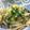 kurikon3's cooksnap of when they made ひき肉とごぼうの炒め煮.