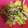 123⁎'s cooksnap of when they made しめじとキャベツのごま和え.