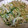 ラテ柴's cooksnap of when they made 切り干し大根と桜えびの中華サラダ.
