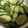 ちびたま７２４'s cooksnap of when they made 簡単！美味★きゅうりのヨーグルト味噌漬け.